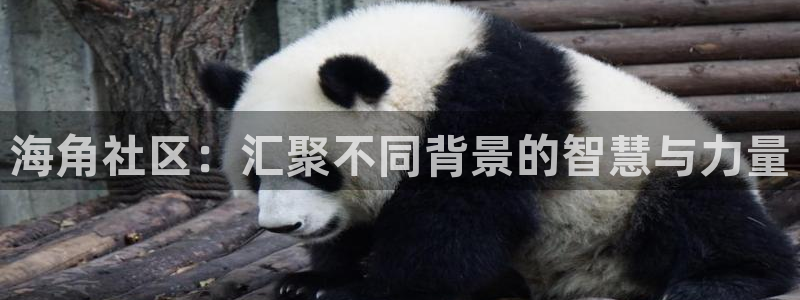 海角社区里的信息真实吗：海角社区：汇聚不同背景的智慧与力量